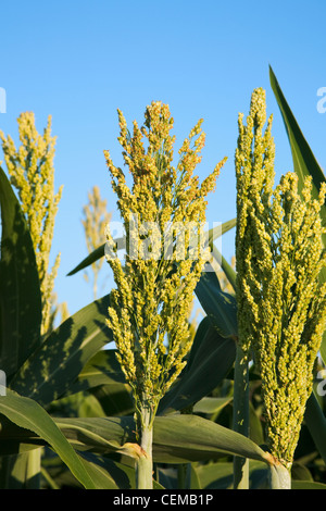 Landwirtschaft - Nahaufnahme von Getreide Hirse (Milo) Pflanzen mit voll ausgebildet und reifenden Köpfe / Arkansas, USA. Stockfoto