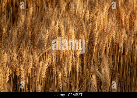 Landwirtschaft - reife Ernte Bühne weichen roten Winterweizen im späten Frühjahr / östlichen Arkansas, USA. Stockfoto