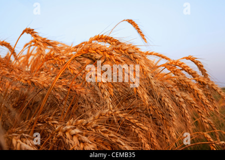 Nahaufnahme von Reifen Bühne weichen roten Winterweizen Ernte im späten Frühjahr in frühen Abend Licht / Eastern Arkansas, USA. Stockfoto