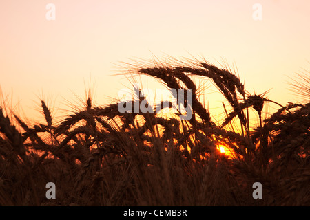 Landwirtschaft - reife Ernte Bühne weichen roten Winterweizen im späten Frühjahr bei Sonnenuntergang / östlichen Arkansas, USA. Stockfoto