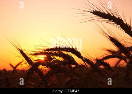 Landwirtschaft - reife Ernte Bühne weichen roten Winterweizen im späten Frühjahr bei Sonnenuntergang / östlichen Arkansas, USA. Stockfoto