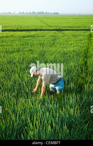 Landwirtschaft - ein Bauer (Züchter) inspiziert seine Mitte Wachstum Reisernte im Frühstadium Kopfbildung / Arkansas, USA. Stockfoto