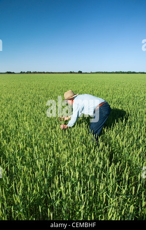 Landwirtschaft - ein Bauer (Züchter) inspiziert seine Ernte weichen roten Winterweizen / in der Nähe von England, Arkansas, USA. Stockfoto