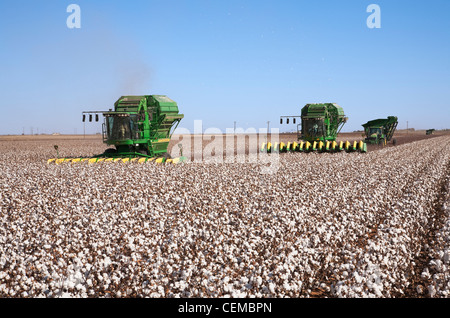 Zwei John Deere 8-reihige Baumwolle Stripperinnen Ernte eine Reife Baumwolle Pflanze nachgeben etwa vier Ballen pro Acre / West Texas, USA. Stockfoto