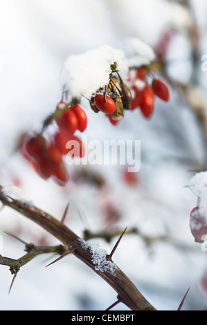 Berberitze Busch mit Schnee bedeckt Stockfoto