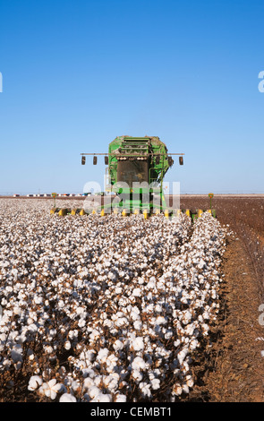 Landwirtschaft - eine 8-reihige John Deere Baumwolle Stripperin erntet ein Feld Reife hochverzinsliche Stripperin Baumwolle / West Texas, USA. Stockfoto