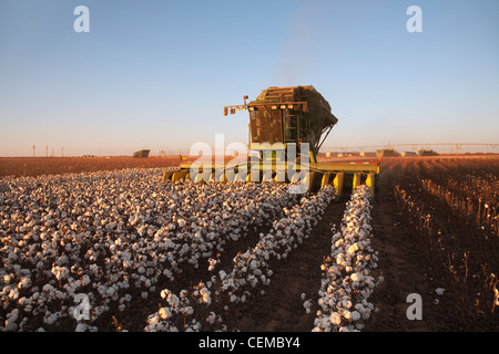 Eine 8-reihige John Deere Baumwolle Stripperin erntet ein Feld Reife hochverzinsliche Stripperin Baumwolle bei Sonnenuntergang / West Texas, USA. Stockfoto