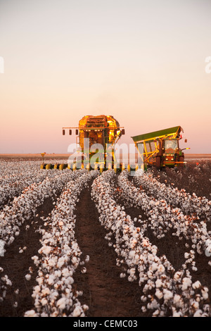 Eine 8-reihige John Deere Baumwolle Stripperin erntet ein Feld Reife hochverzinsliche Stripperin Baumwolle bei Sonnenuntergang / West Texas, USA. Stockfoto