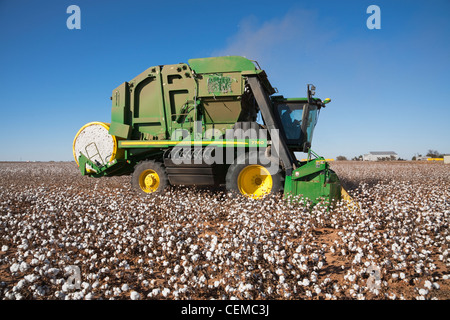 Landwirtschaft - ein John Deere 6-reihig an Bord Modul bauen Baumwolle Picker ernten Reifen Baumwollfeld / in der Nähe von Austin, Texas, USA Stockfoto