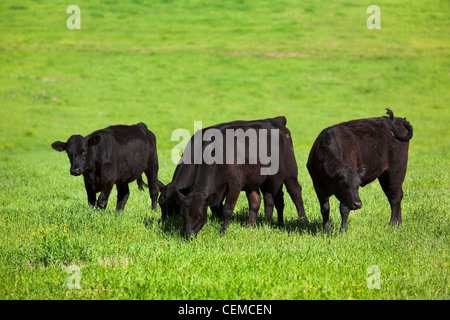 Vieh - Black Angus Rinder weiden auf einer gesunden grünen Weide / Arkansas, USA. Stockfoto