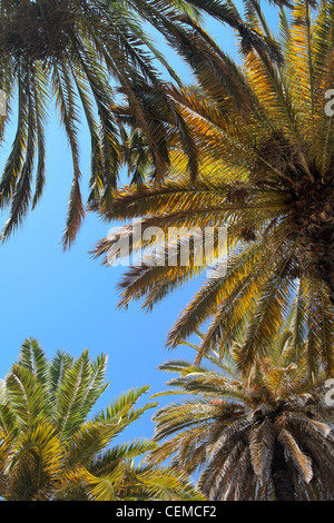 Blick auf einige tropischen Palmen gegen blauen Himmel von direkt unten, Gestaltung des Bildes. Stockfoto