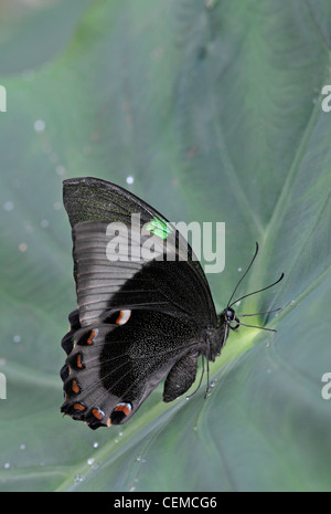 Smaragd Schwalbenschwanz Schmetterling: Papilio Palinurus. Stockfoto