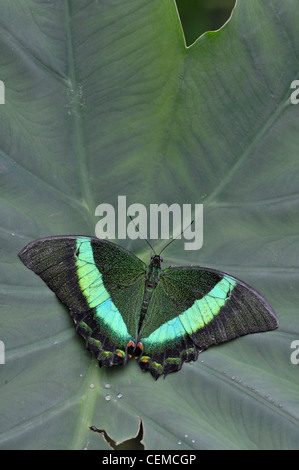 Smaragd Schwalbenschwanz Schmetterling: Papilio Palinurus. Stockfoto