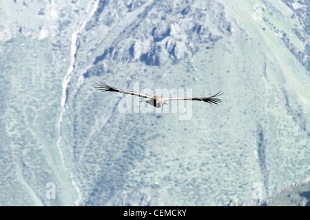 Blick auf ein Kondor Segelfliegen in den Colca Canyon, Peru. Es ist der Vogel mit der größten Spannweite der Welt. Stockfoto