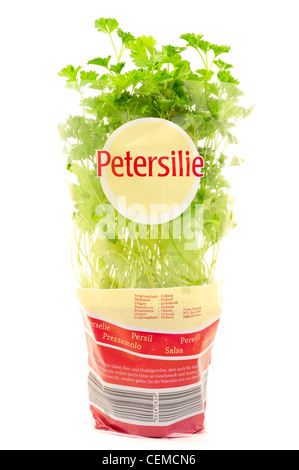 Petersilie Kraut-"Petroselinum Crispum". Stockfoto