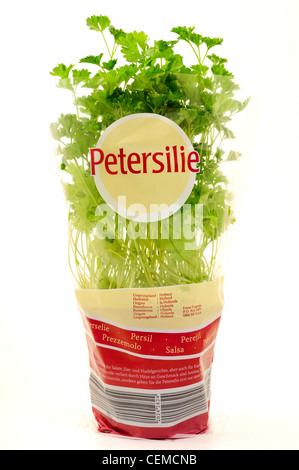 Petersilie Kraut-"Petroselinum Crispum". Stockfoto