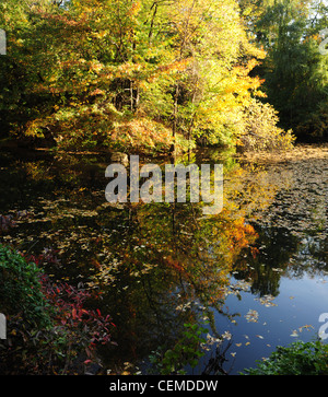 Sonnigen Baum Ansicht Herbst Blätter auf dem noch klaren, blauen Wasser des The Pond, Central Park South New York Stockfoto