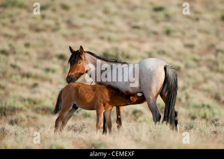 Wildes Pferd Stute mit Fohlen (Baby), Equus Ferus, Nevada Stockfoto