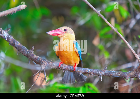 Der Eisvogel sitzt auf einem Ast Stockfoto