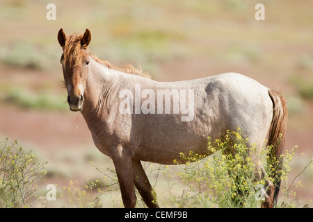 Wildes Pferd, Equus Ferus, Nevada Stockfoto