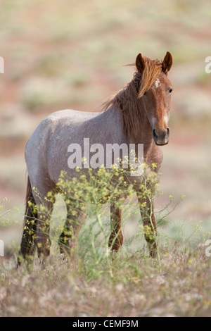 Wildes Pferd, Equus Ferus, Nevada Stockfoto