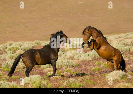 Bekämpfung der Hengste, wilde Pferde, Equus ferus Stockfoto