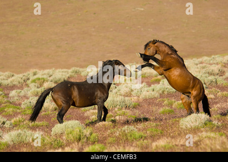 Bekämpfung der Hengste, wilde Pferde, Equus Ferus, Nevada Stockfoto