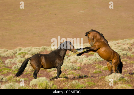 Bekämpfung der Hengste, wilde Pferde, Equus Ferus, Nevada Stockfoto