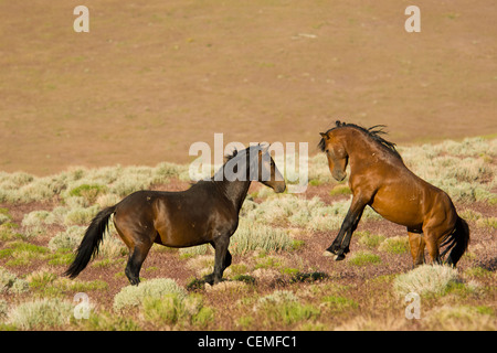 Bekämpfung der Hengste, wilde Pferde, Equus Ferus, Nevada Stockfoto