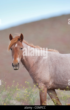 Wildes Pferd, Equus Ferus, Nevada Stockfoto