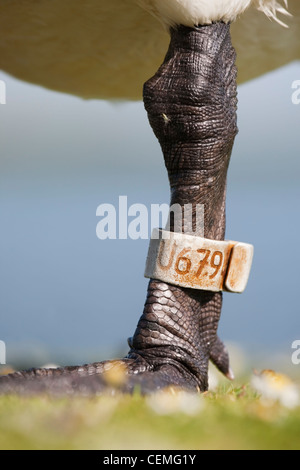 Höckerschwan mit Identifikation Ring am Bein Stockfoto