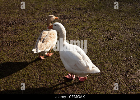 Gänse, die auf der Suche nach Essen im Roath Park See zum Bootfahren, Cardiff, Wales, Vereinigtes Königreich, Winter Futterstellen, Fütterung Gänse, Gans und Ganter gruppenweise Stockfoto