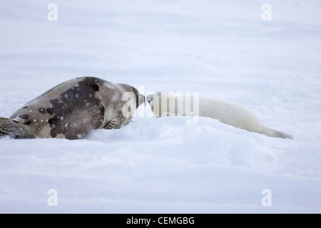 Sattelrobben, Mutter mit Welpen, auf Eis, Iles De La Madeleine, Kanada Stockfoto