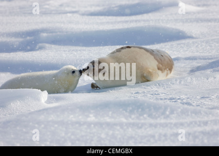 Sattelrobben, Mutter mit Welpen, auf Eis, Iles De La Madeleine, Kanada Stockfoto