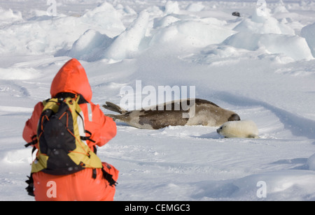 Touristen fotografieren Grönlandrobbe und Pup auf Eis, Iles De La Madeleine, Kanada Stockfoto