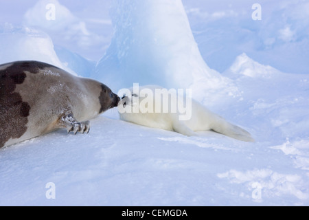 Sattelrobben, Mutter mit Welpen, auf Eis, Iles De La Madeleine, Kanada Stockfoto