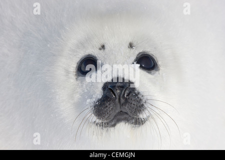 Harp Seal Pup auf Eis, Iles De La Madeleine, Kanada Stockfoto