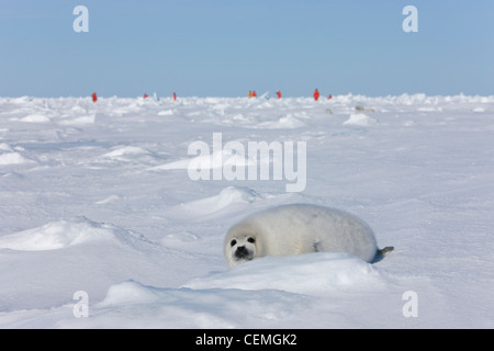 Harp Seal Pup auf Eis, Touristen in der Ferne, Iles De La Madeleine, Kanada Stockfoto