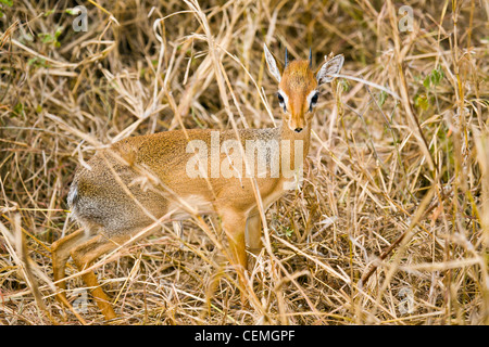 Dik-Dik in Trockenrasen. Stockfoto