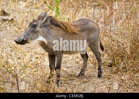 Einsame Warzenschwein in Trockenrasen. Stockfoto