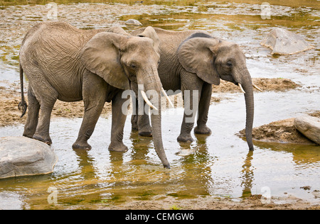 2 Elefanten am Fluss im Tarangire. Stockfoto