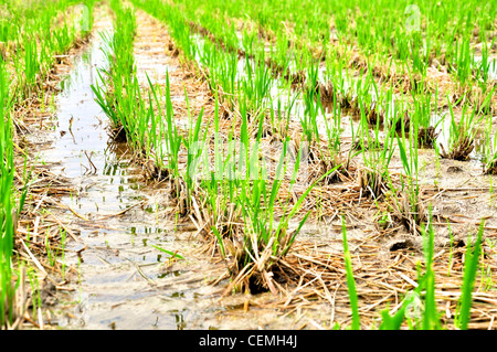 Rice Field with fresh, green rice plants Stockfoto