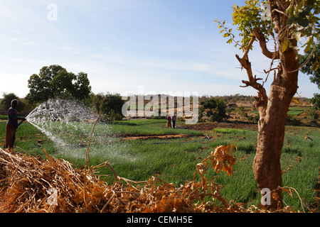 Arbeiter auf der Kolanjeba Baumwolle-Biohof in der Nähe des Dorfes Djembala in Mali, Westafrika. Stockfoto