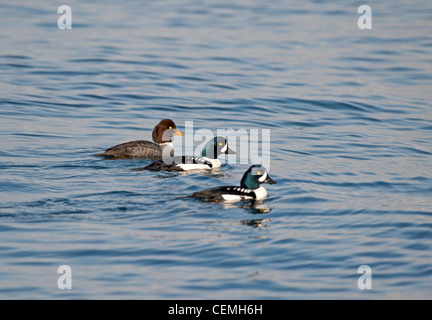 Barrows Goldeneye Enten, 2 Rüden 1 Weibchen an der Georgia geraden Vancouver Island. OCC Kanada.  SCO 7990 Stockfoto