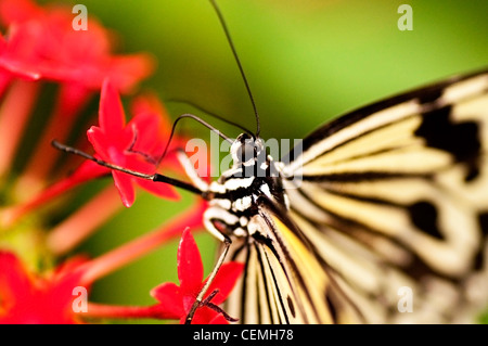Ein wunderschöner Schmetterling saugen Nektar an eine rote Blume Stockfoto