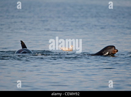 Steller Seelöwen vor der Küste von British Columbia prüft seine Umgebung um sicherzustellen, dass keine Gefahren gibt.  SCO 7996 Stockfoto