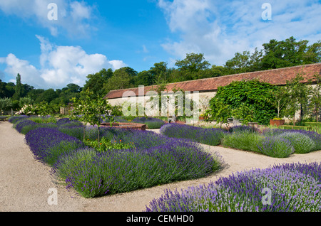 Lavendel Betten in The Walled Garden bei Cowdray Sussex UK Stockfoto
