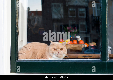 Katze-Sitzplätze am Fenster Amsterdam, Niederlande, Holland Stockfoto