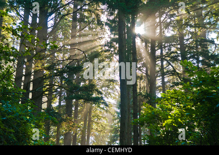 Sonnenstrahlen durchscheinen Bäume im Wald, Cape Lookout State Park, Oregon Stockfoto