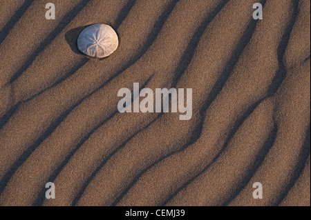 Sand Muster entlang der Küste des Pazifischen Ozeans mit Sanddollar Stockfoto